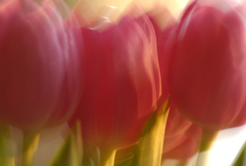 Rote Tulpen